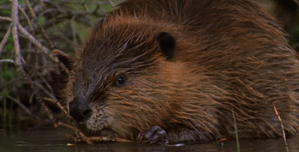 Beaver Chewing Off Pine Twigs