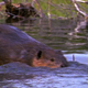 Beaver Swimming Over Dam - VideoHive Item for Sale