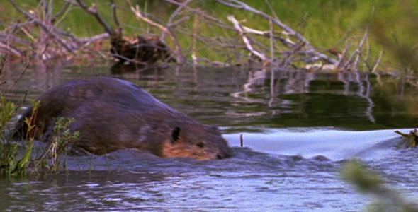 Beaver Swimming Over Dam