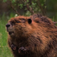 Beaver Entering Water - VideoHive Item for Sale