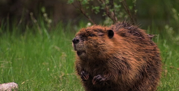 Beaver Entering Water