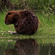 Beaver Preening - VideoHive Item for Sale