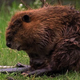 Beaver Beauty 2 - VideoHive Item for Sale