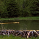 Beaver Swimming in Pond - VideoHive Item for Sale
