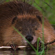 Beaver Eating Bark - VideoHive Item for Sale