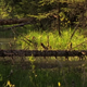 Beaver Swimming in Flooded Canal - VideoHive Item for Sale