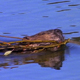 Beaver Moving Trimmings - VideoHive Item for Sale