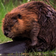 Beaver Beauty 3 - VideoHive Item for Sale