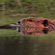 Beaver Swimming - VideoHive Item for Sale