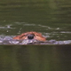 Beaver Swims Against Current - VideoHive Item for Sale