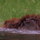 Beaver Inspecting Dam - VideoHive Item for Sale