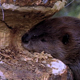 Beaver Chewing Tree 2 - VideoHive Item for Sale