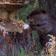 Beaver Felling Pine Tree - VideoHive Item for Sale