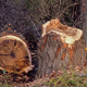 Fallen Pine Tree - VideoHive Item for Sale
