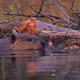Beaver Inspecting Dam 2 - VideoHive Item for Sale