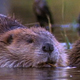 Beaver Family - VideoHive Item for Sale