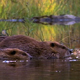 Beaver Family 2 - VideoHive Item for Sale