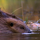 Beavers Having A Feed - VideoHive Item for Sale