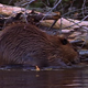 Beaver Home Repairs - VideoHive Item for Sale