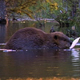 Beaver Family 3 - VideoHive Item for Sale