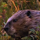 Beaver with Mud - VideoHive Item for Sale
