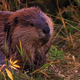 Beaver Beauty 4 - VideoHive Item for Sale