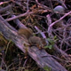 Douglas Squirrel on Beaver Dam - VideoHive Item for Sale