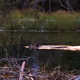 Beaver on Patrol - VideoHive Item for Sale