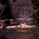 Beaver Home Repairs - VideoHive Item for Sale