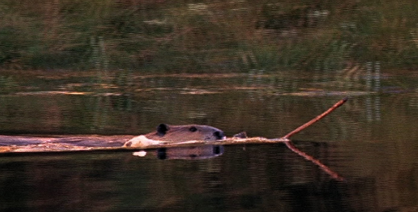Beaver With Twigs 2