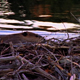 Beaver Patrol 2 - VideoHive Item for Sale
