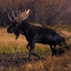 Moose Crossing Beaver Dam - VideoHive Item for Sale