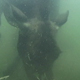 Cow Moose Underwater - VideoHive Item for Sale