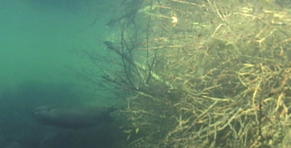 Beaver With Winter Supplies