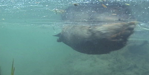 Beaver Paddling Along Surface