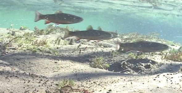 Brook Trout in Stream 2