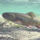 Brook Trout in Stream 3 - VideoHive Item for Sale