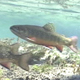Brook Trout in Stream 4 - VideoHive Item for Sale
