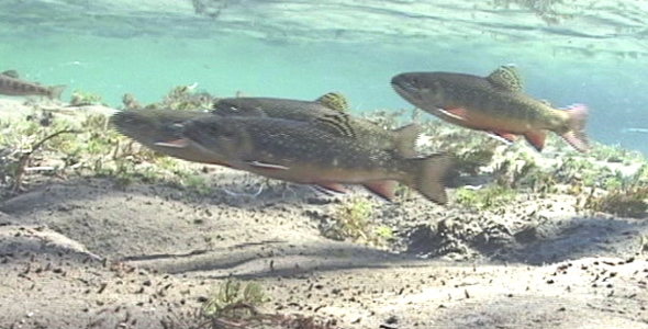 Brook Trout in Stream 4