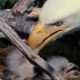 Eaglets With Mum - VideoHive Item for Sale