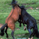 Wild Horses Fighting - VideoHive Item for Sale