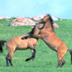 Wild Horses Fighting 2 - VideoHive Item for Sale