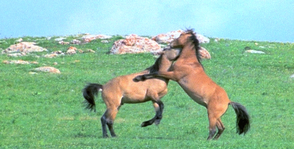 Wild Horses Fighting 2