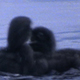 Two Loon Chicks Fight Sequence - VideoHive Item for Sale