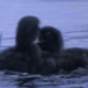 Two Loon Chicks Fight Sequence 2 - VideoHive Item for Sale