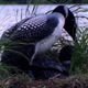 Loons Mating - VideoHive Item for Sale
