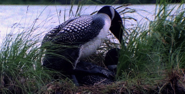 Loons Mating