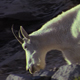 White Mountain Goat - VideoHive Item for Sale