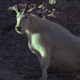 Mountain Goat on a Steep Slope - VideoHive Item for Sale