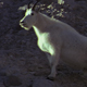 Mountain Goat on a Steep Slope 2 - VideoHive Item for Sale